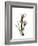 Tulip Portrait-Albert Koetsier-Framed Premium Giclee Print