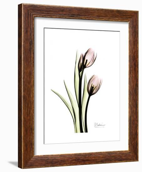 Tulip Portrait-Albert Koetsier-Framed Premium Giclee Print