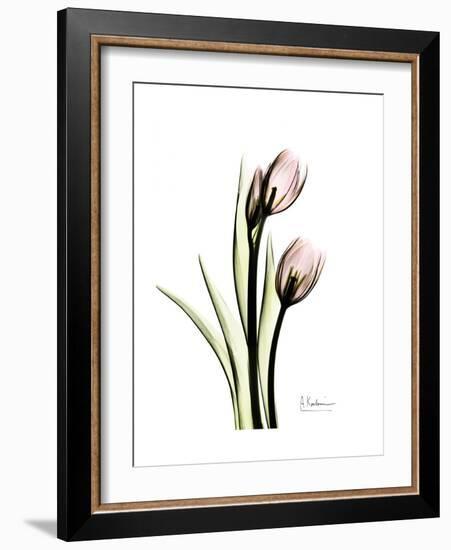 Tulip Portrait-Albert Koetsier-Framed Premium Giclee Print