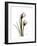 Tulip Portrait-Albert Koetsier-Framed Premium Giclee Print