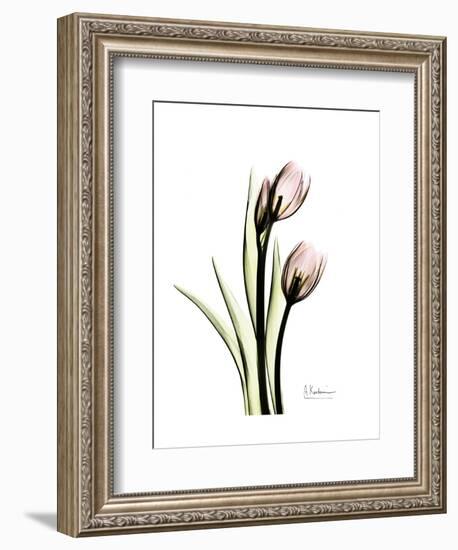 Tulip Portrait-Albert Koetsier-Framed Art Print