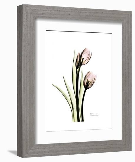 Tulip Portrait-Albert Koetsier-Framed Art Print