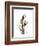 Tulip Portrait-Albert Koetsier-Framed Art Print