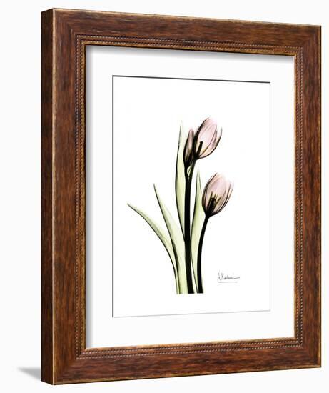 Tulip Portrait-Albert Koetsier-Framed Art Print