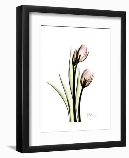 Tulip Portrait-Albert Koetsier-Framed Art Print