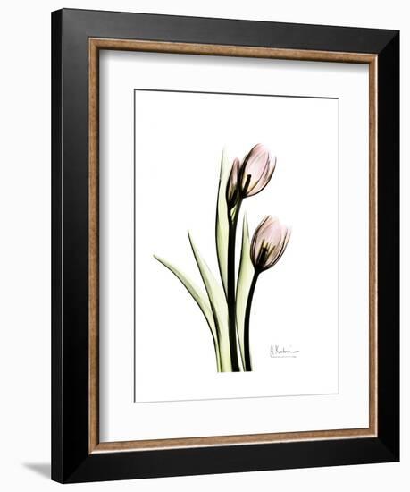 Tulip Portrait-Albert Koetsier-Framed Art Print