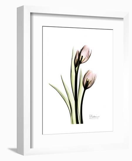 Tulip Portrait-Albert Koetsier-Framed Art Print