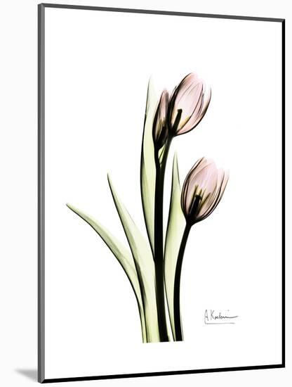 Tulip Portrait-Albert Koetsier-Mounted Art Print