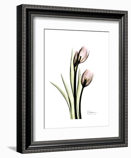 Tulip Portrait-Albert Koetsier-Framed Art Print