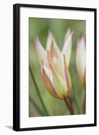 Tulip Primulina-Cora Niele-Framed Photographic Print