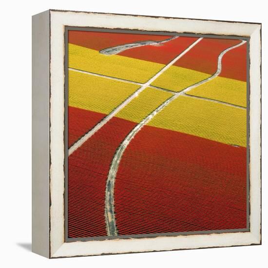 Tulip Roads-Howard Ruby-Framed Premier Image Canvas