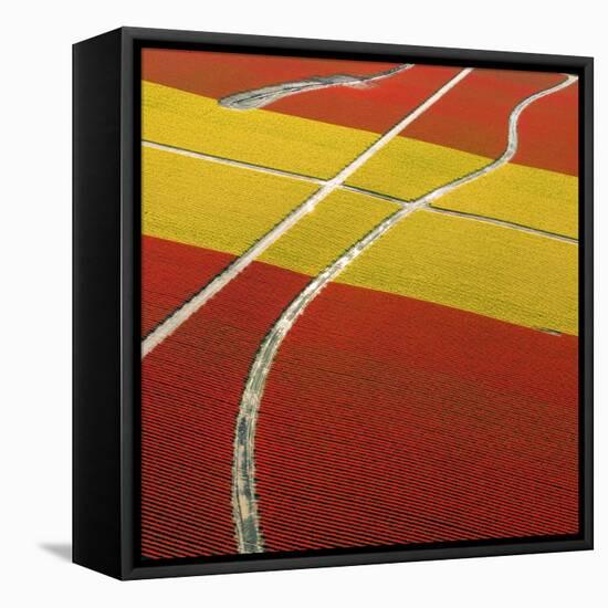 Tulip Roads-Howard Ruby-Framed Premier Image Canvas