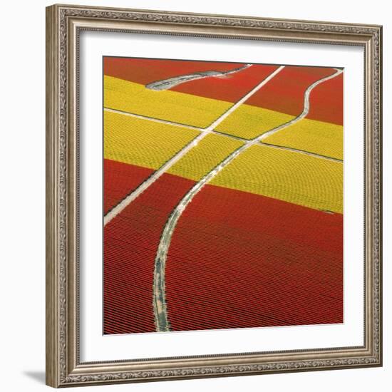 Tulip Roads-Howard Ruby-Framed Photographic Print