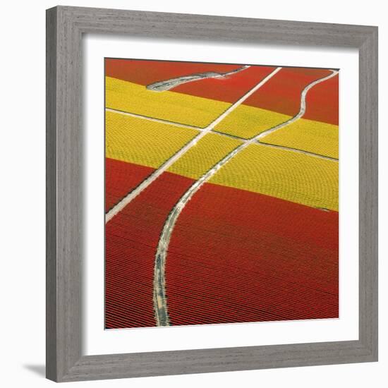 Tulip Roads-Howard Ruby-Framed Photographic Print