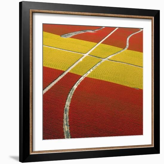 Tulip Roads-Howard Ruby-Framed Photographic Print