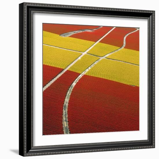 Tulip Roads-Howard Ruby-Framed Photographic Print