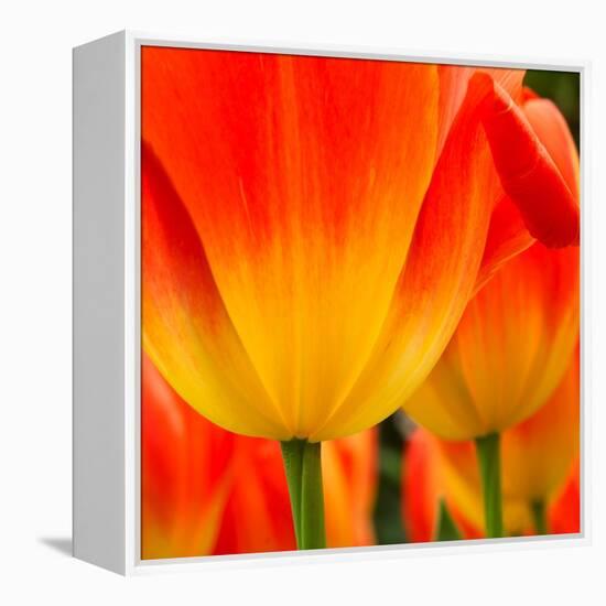 Tulip's Petals-George Lepp-Framed Premier Image Canvas