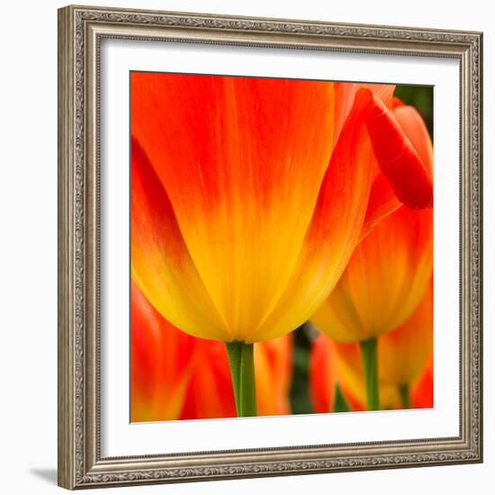 Tulip's Petals-George Lepp-Framed Photographic Print