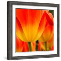 Tulip's Petals-George Lepp-Framed Photographic Print