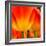 Tulip's Petals-George Lepp-Framed Photographic Print