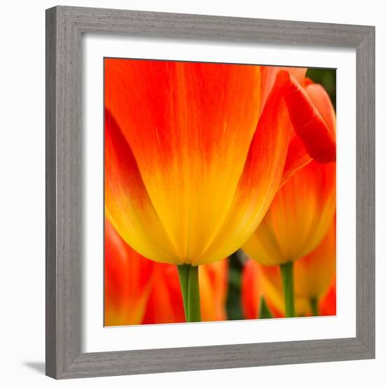 Tulip's Petals-George Lepp-Framed Photographic Print