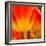 Tulip's Petals-George Lepp-Framed Photographic Print