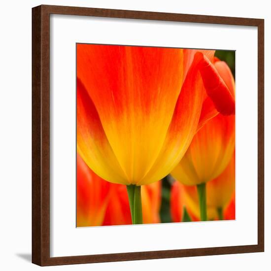 Tulip's Petals-George Lepp-Framed Photographic Print