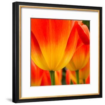 Tulip's Petals-George Lepp-Framed Photographic Print
