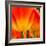 Tulip's Petals-George Lepp-Framed Photographic Print