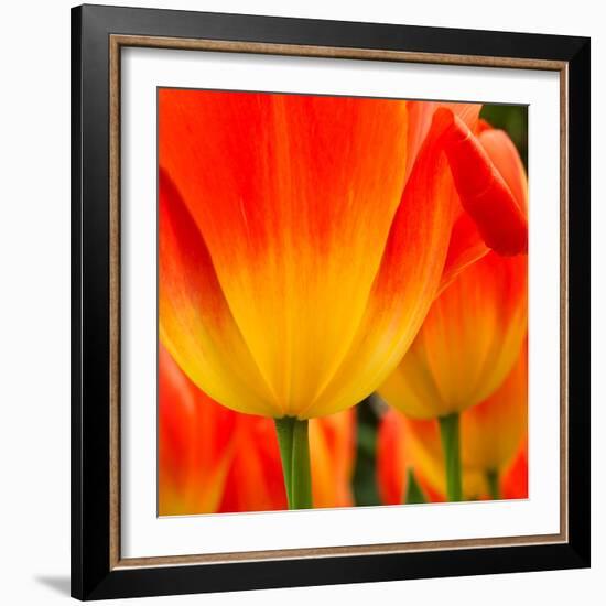 Tulip's Petals-George Lepp-Framed Photographic Print