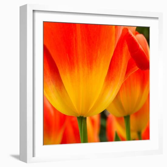 Tulip's Petals-George Lepp-Framed Photographic Print