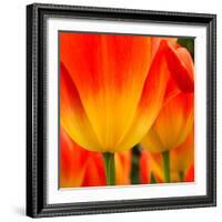 Tulip's Petals-George Lepp-Framed Photographic Print