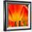 Tulip's Petals-George Lepp-Framed Photographic Print