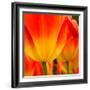 Tulip's Petals-George Lepp-Framed Photographic Print
