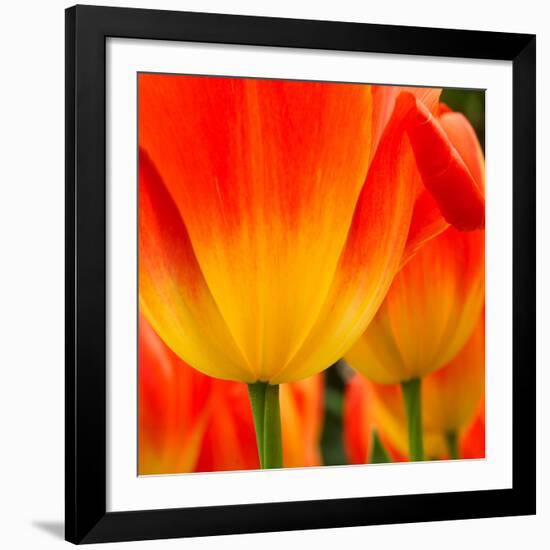 Tulip's Petals-George Lepp-Framed Giclee Print