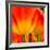 Tulip's Petals-George Lepp-Framed Giclee Print