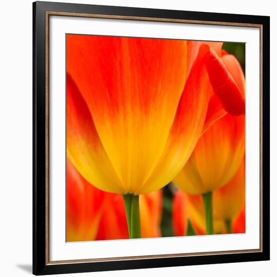 Tulip's Petals-George Lepp-Framed Giclee Print