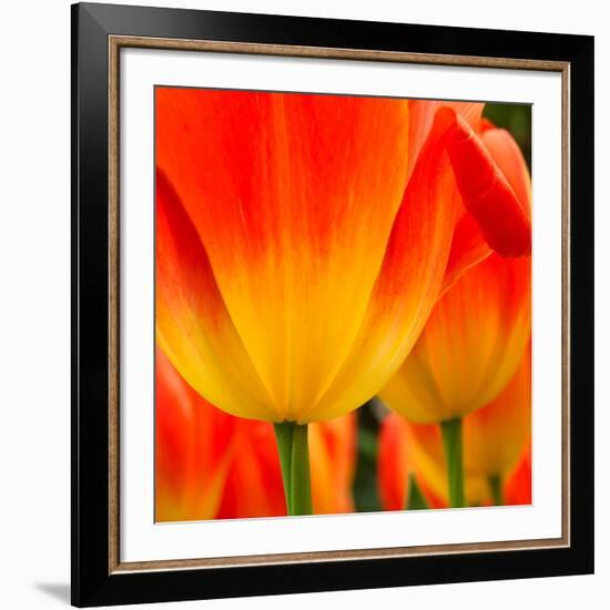 Tulip's Petals-George Lepp-Framed Giclee Print