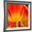 Tulip's Petals-George Lepp-Framed Giclee Print