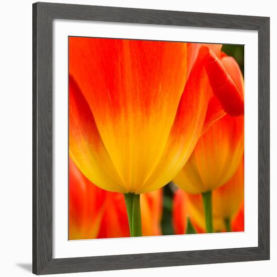 Tulip's Petals-George Lepp-Framed Giclee Print