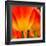 Tulip's Petals-George Lepp-Framed Giclee Print