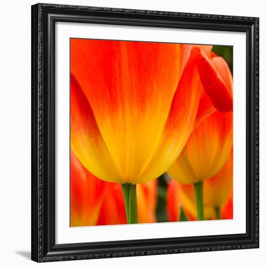 Tulip's Petals-George Lepp-Framed Giclee Print