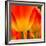 Tulip's Petals-George Lepp-Framed Giclee Print