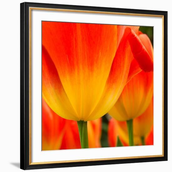 Tulip's Petals-George Lepp-Framed Giclee Print