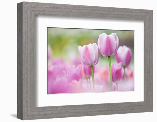Tulip, Schwerin, Germany-Kerstin Hinze-Framed Photographic Print