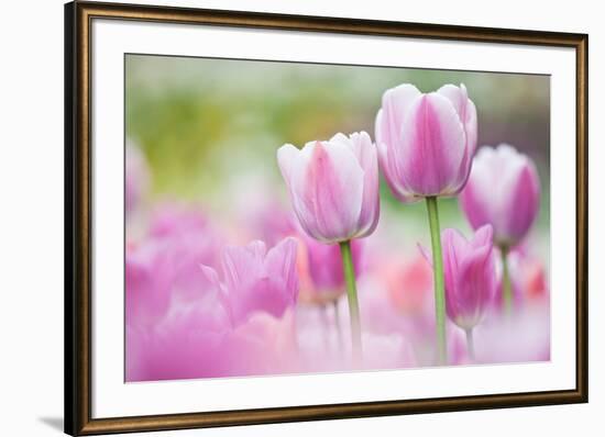 Tulip, Schwerin, Germany-Kerstin Hinze-Framed Photographic Print