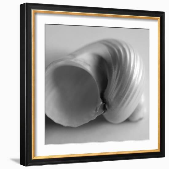 Tulip Sea Shell-John Harper-Framed Giclee Print