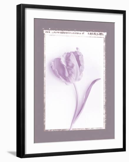 Tulip Shadow II-Bill Philip-Framed Giclee Print