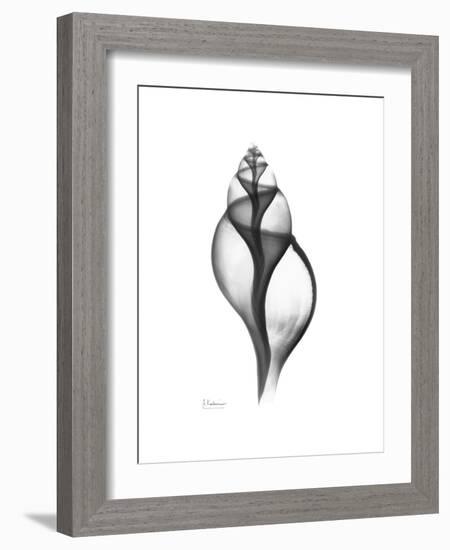 Tulip Shell Gray-Albert Koetsier-Framed Premium Giclee Print
