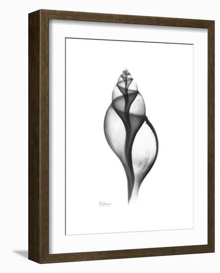 Tulip Shell Gray-Albert Koetsier-Framed Premium Giclee Print